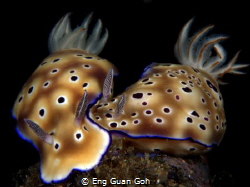 Leopard Chromodoris (Chromodoris leopardus), Hypselodoris... by Eng Guan Goh 